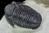 Gerastos Trilobite Fossil - Foum Zguid, Morocco #125470-4